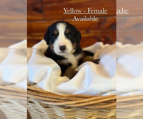 Medium Photo #2 Bernese Mountain Dog Puppy For Sale in JONESBORO, AR, USA