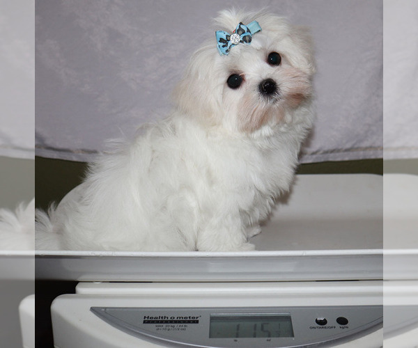 Medium Photo #5 Maltese Puppy For Sale in LOS ANGELES, CA, USA