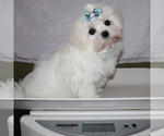 Small #4 Maltese
