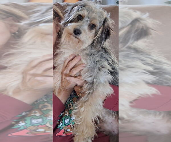 Medium Photo #3 Mutt Puppy For Sale in Evansville, IN, USA