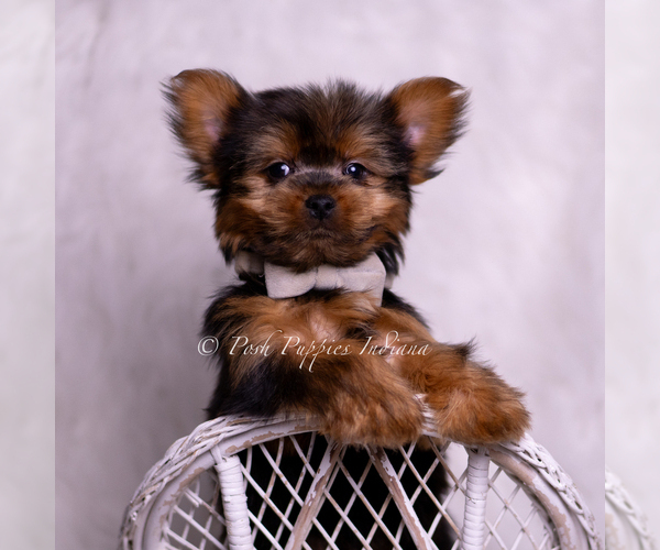Medium Photo #6 Yorkshire Terrier Puppy For Sale in WARSAW, IN, USA