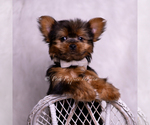 Small #5 Yorkshire Terrier
