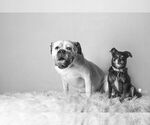 Small #14 American Bulldog Mix