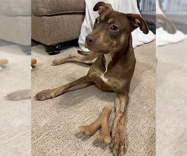 Medium Photo #2 Doberman Pinscher-Unknown Mix Puppy For Sale in Lake Wylie, SC, USA