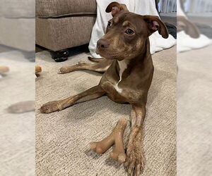 Chelsea - Female Doberman Pinscher-Unknown Mix Dog for Adoption - Photo #2