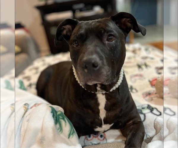Medium Photo #11 American Pit Bull Terrier-American Staffordshire Terrier Mix Puppy For Sale in Caldwell, NJ, USA