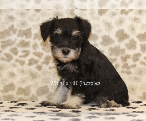 Medium Photo #4 Schnauzer (Miniature) Puppy For Sale in DENVER, PA, USA