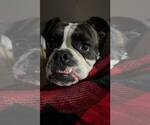 Small #1 Boxer Mix