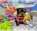Small #4 Yorkshire Terrier