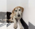 Small Great Dane Mix