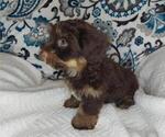 Small Photo #5 YorkiePoo Puppy For Sale in ELKTON, KY, USA