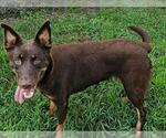 Small Doberman Pinscher Mix