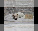 Small Photo #3 Maltipoo Puppy For Sale in BROOKFIELD, MO, USA