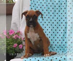 Boxer Puppy for sale in RISING SUN, MD, USA