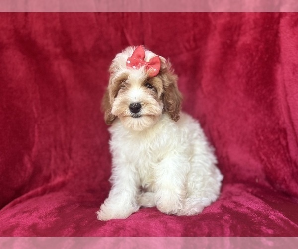 Medium Photo #7 Cock-A-Poo Puppy For Sale in LAKELAND, FL, USA