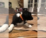 Small Photo #5 Border Collie Puppy For Sale in BOWLING GREEN, KY, USA