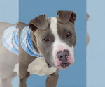 Small #2 American Pit Bull Terrier
