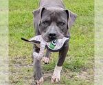 Small #1 Mutt