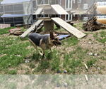 Small #7 German Shepherd Dog