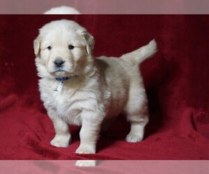 Golden Retriever Puppy for sale in FREDERICKSBG, OH, USA