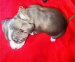 Small Photo #5 American Pit Bull Terrier Puppy For Sale in TRENTON, NJ, USA