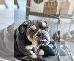Small #4 Bulldog