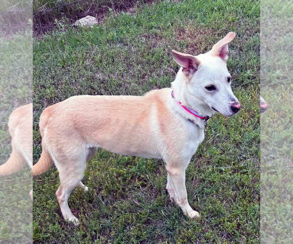Medium Photo #7 Unknown-white german shepherd Mix Puppy For Sale in Hoffman Estates, IL, USA