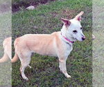 Small #6 white german shepherd Mix