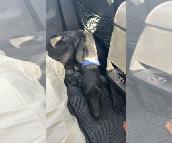 Medium Photo #3 Great Dane Puppy For Sale in Bullard, TX, USA