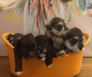 Schnauzer (Miniature) Litter for sale in LEHIGH ACRES, FL, USA