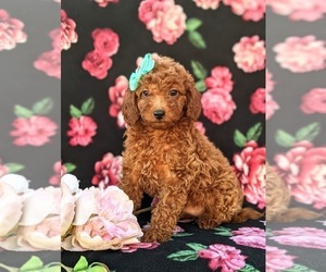Cavapoo Puppy for sale in QUARRYVILLE, PA, USA