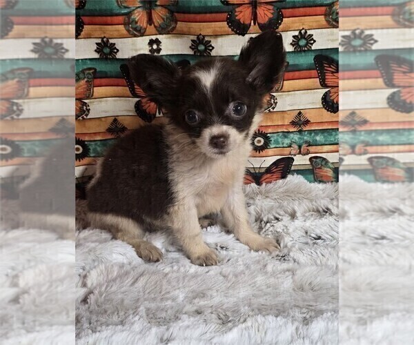 Medium Photo #19 Chihuahua Puppy For Sale in NEW YORK, NY, USA