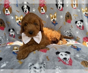 Cavapoo (Miniature) Puppy for Sale in LAKELAND, Florida USA