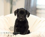 Small French Bulldog-Goldendoodle Mix