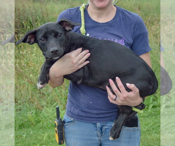 Medium Photo #2 Border Collie-Unknown Mix Puppy For Sale in Huntley, IL, USA