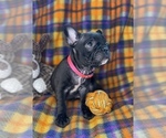 Small #4 Faux Frenchbo Bulldog