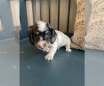 Small Photo #5 Dachshund Puppy For Sale in LOGANVILLE, GA, USA
