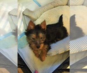 Australian Terrier Puppy for sale in LYNNWOOD, WA, USA