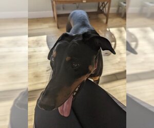 Doberman Pinscher-Unknown Mix Dogs for adoption in Kansas City, MO, USA