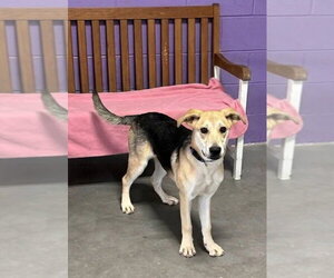 Mutt Dogs for adoption in Genesee, WI, USA
