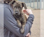 Small #3 Labrador Retriever Mix