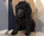 Small Photo #8 Bernedoodle Puppy For Sale in WINTER, WI, USA