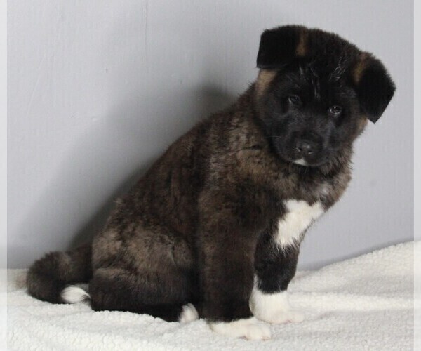 Medium Photo #3 Akita Puppy For Sale in FREDERICKSBURG, OH, USA