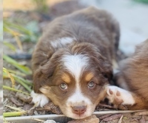 Miniature Australian Shepherd Puppy for sale in LAMAR, CO, USA