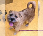 Small Border Terrier-Siberian Husky Mix