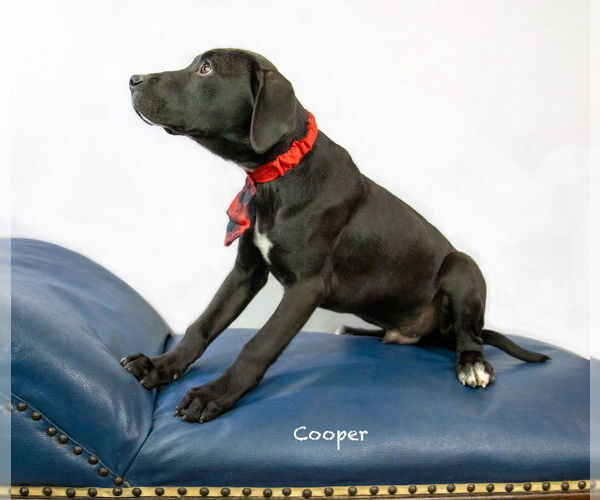 Medium Photo #2 Labrador Retriever-Unknown Mix Puppy For Sale in Hot Springs Village, AR, USA