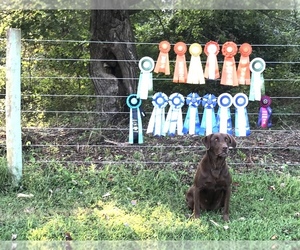 Mother of the Labrador Retriever puppies born on 04/28/2025