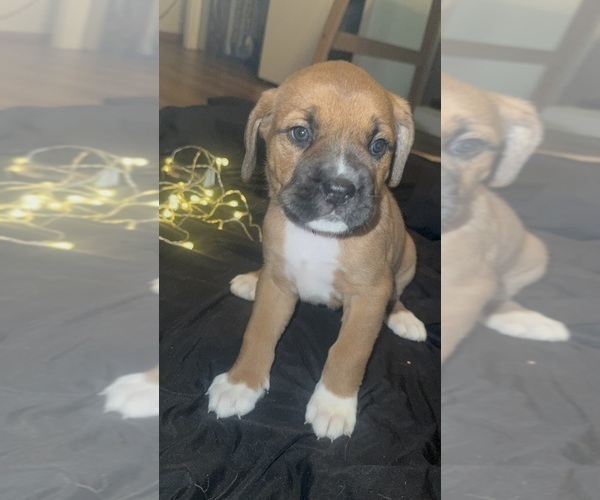 Medium Photo #5 Anatolian Mastiff-Cane Corso Mix Puppy For Sale in VANCOUVER, WA, USA