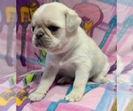 Small Photo #3 Pug Puppy For Sale in Abilene, KS, USA