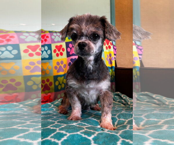 Medium Photo #1 Shih Tzu Puppy For Sale in Pacolet, SC, USA